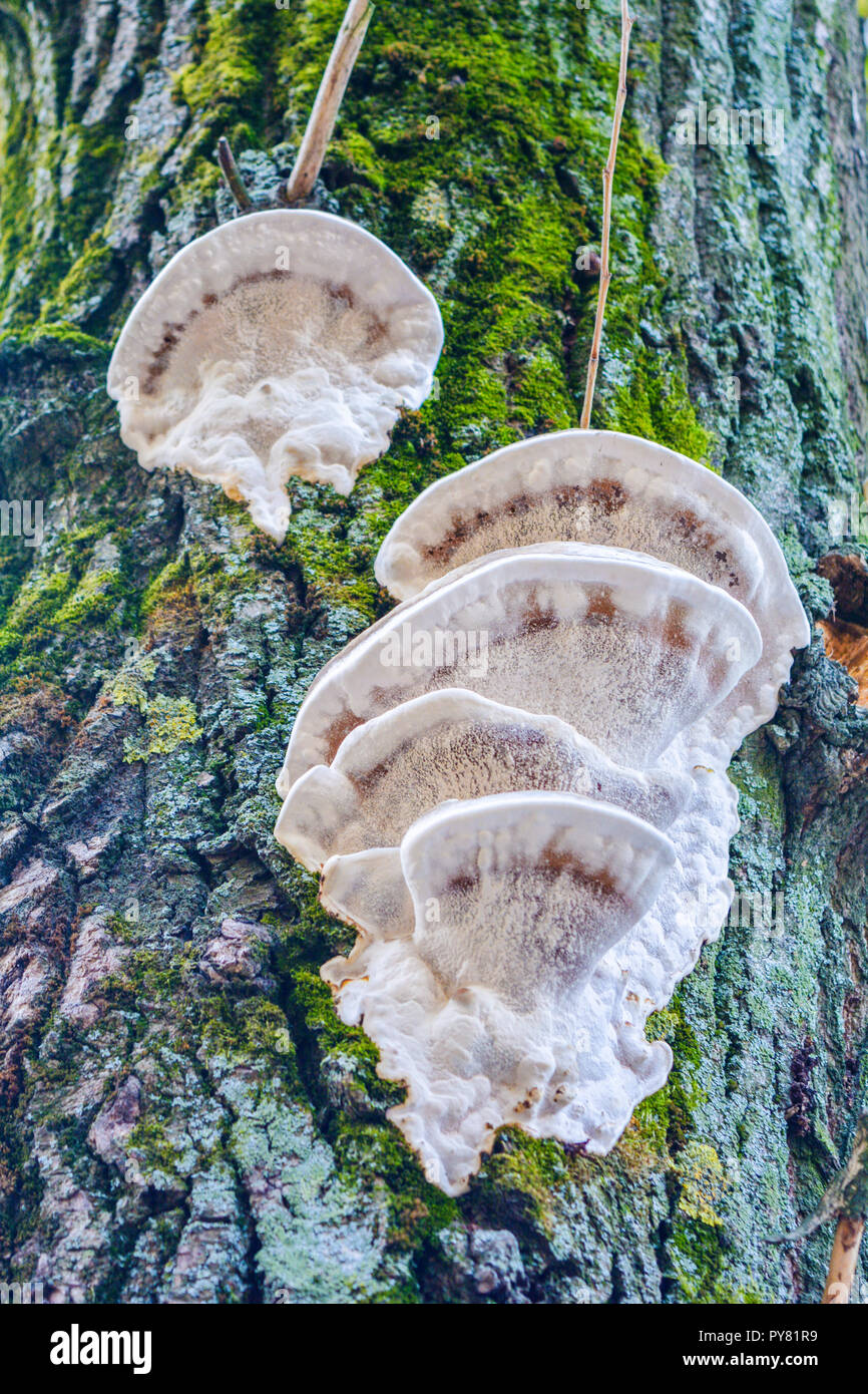 Weiß Pilz Pilz wächst auf alten Baum. Gruppe von großen Wald Pilze oder Pilze parasitieren auf Moos bedeckt Baumstamm Stockfoto