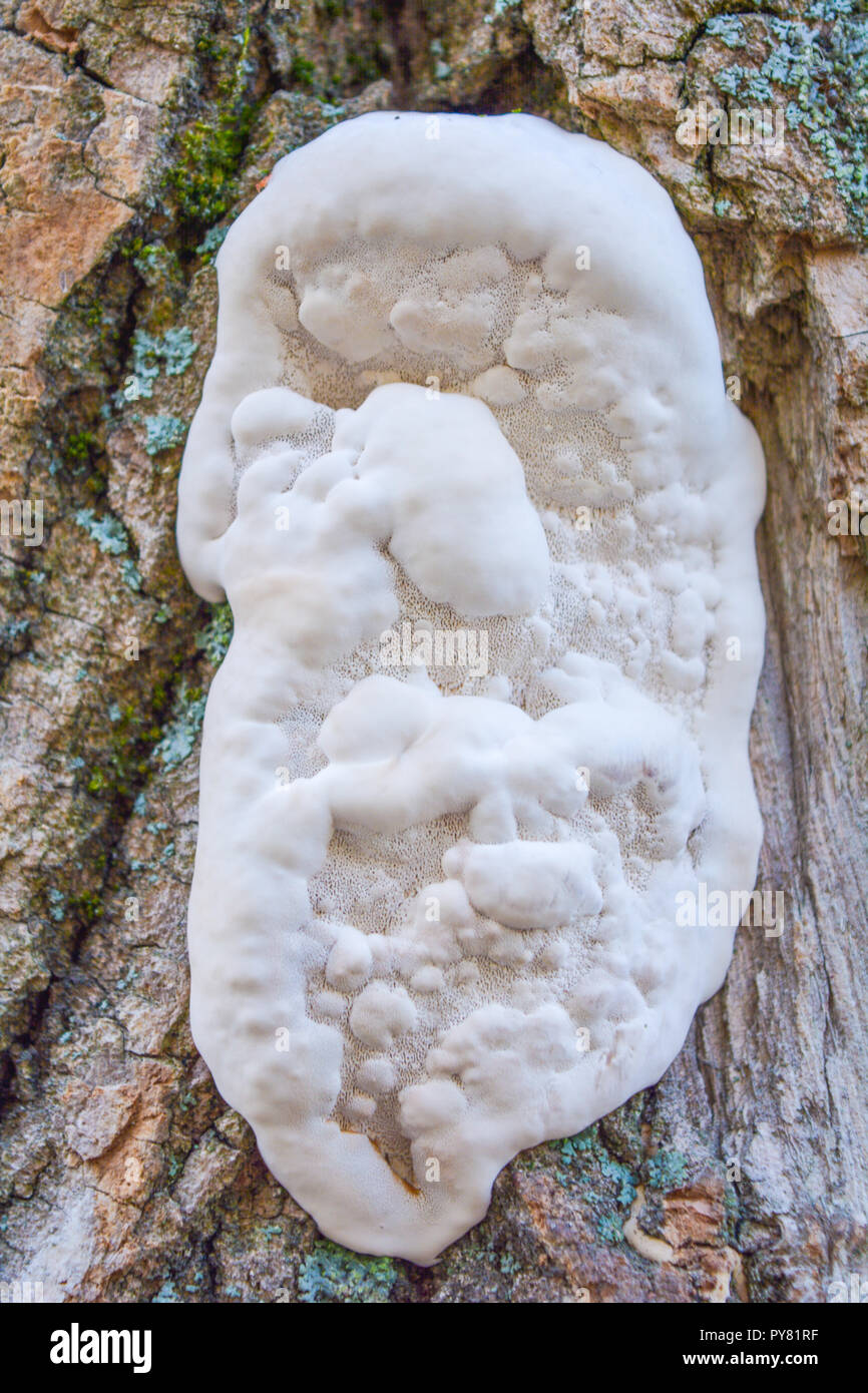Wei Pilz Pilz wchst auf alten Baum. Gruppe von groen Wald Pilze oder  Pilze parasitieren auf Moos bedeckt Baumstamm Stockfotografie - Alamy