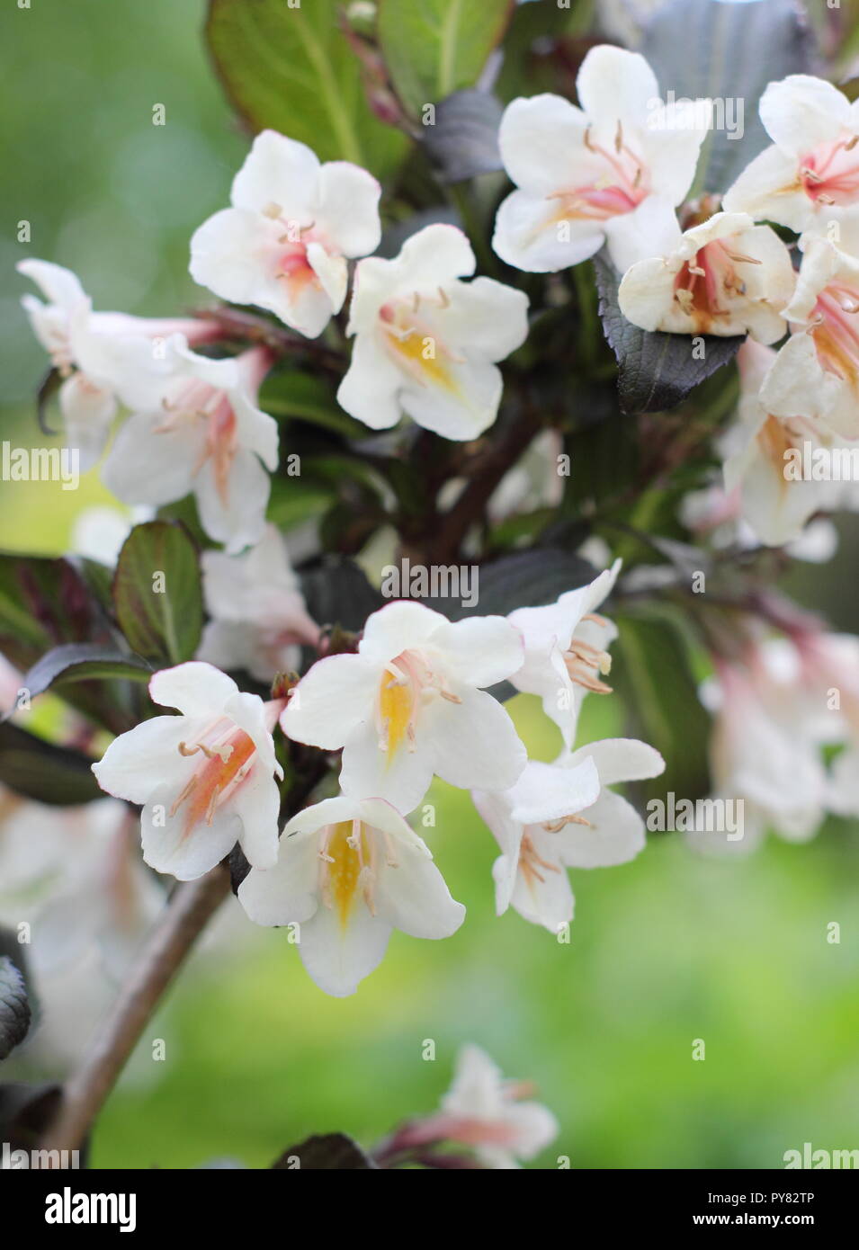 Weigela 'Ebenholz und Elfenbein' Blüte sommergrüne Strauch, Mai, Großbritannien Stockfoto