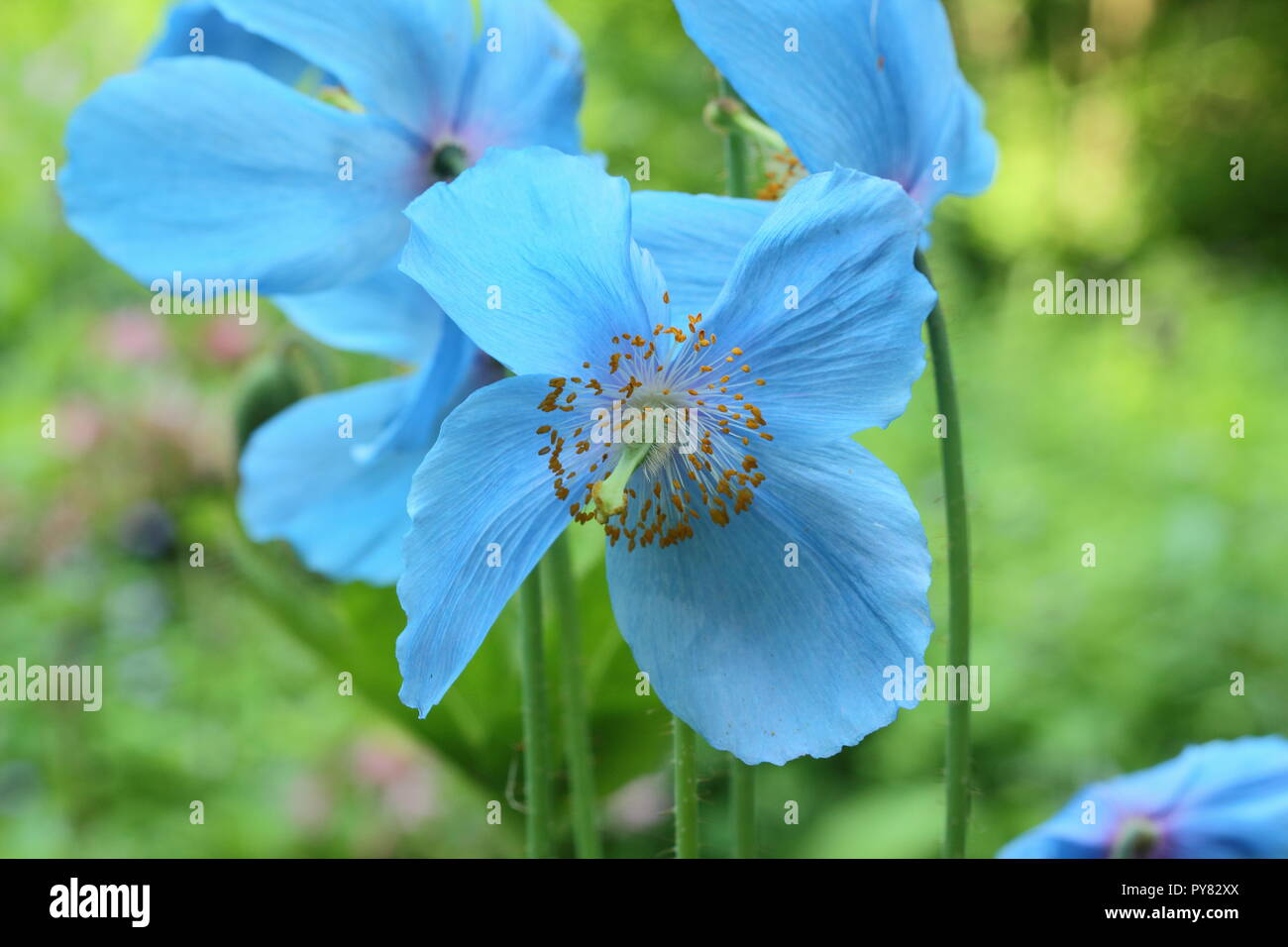 Meconopsis 'Lingholm'. Blauer Himalaya Mohn Blüte in einem Englischen Garten, Juni, Großbritannien Stockfoto