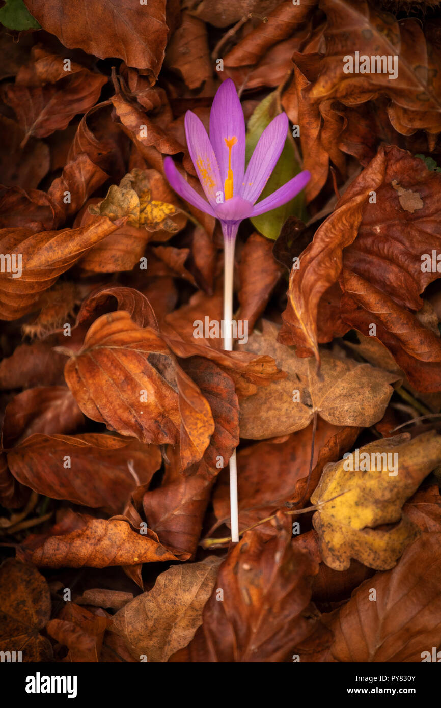 Lila Blume über Laub im Herbst Stockfoto