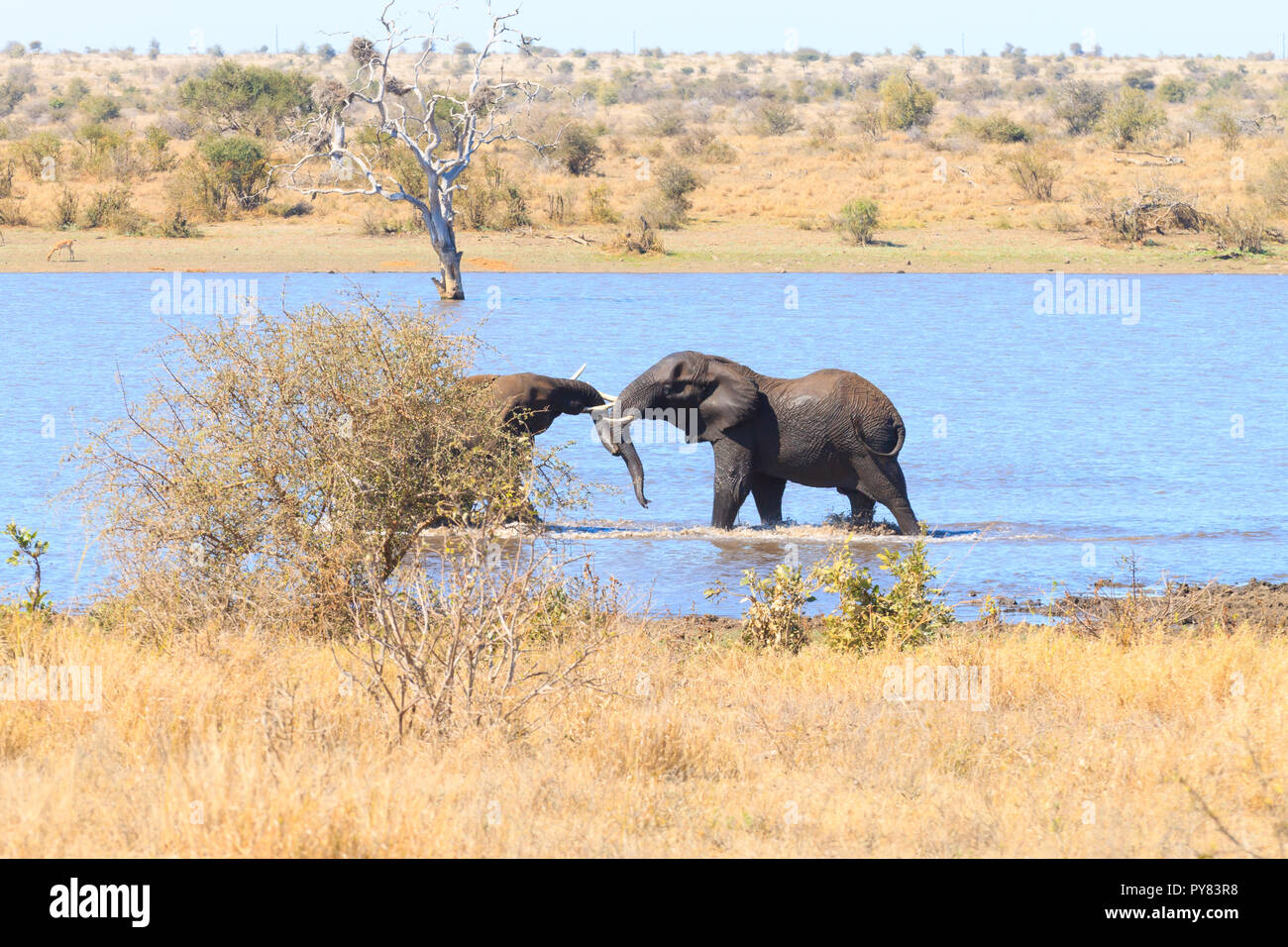 Paar Elefanten kämpfen im Wasser vom Krüger Nationalpark, Südafrika. Afrikanische Tierwelt. Loxodonta africana Stockfoto