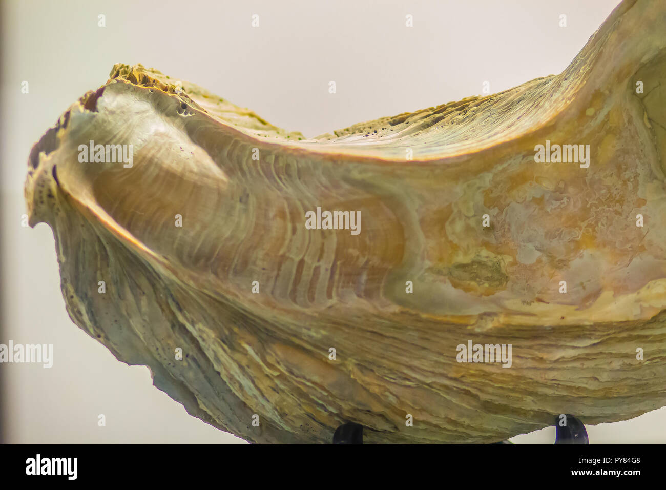 Riesige Pazifische Auster (Crassostrea gigas) fossilen für Bildung. Crassostrea gigas ist allgemein als Pazifische Auster, Japanische Auster oder Miyagi Oyster bekannt Stockfoto