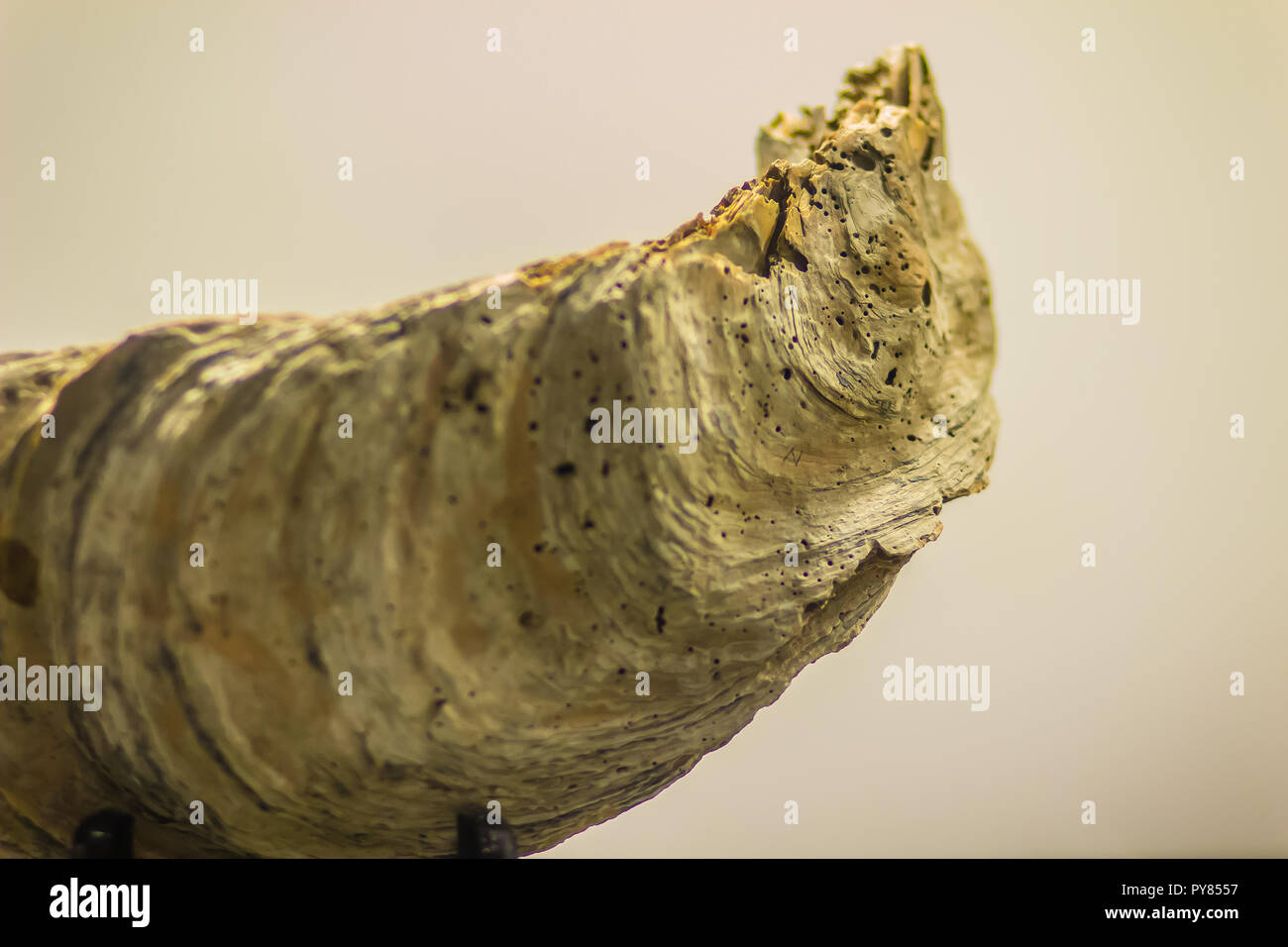 Riesige Pazifische Auster (Crassostrea gigas) fossilen für Bildung. Crassostrea gigas ist allgemein als Pazifische Auster, Japanische Auster oder Miyagi Oyster bekannt Stockfoto