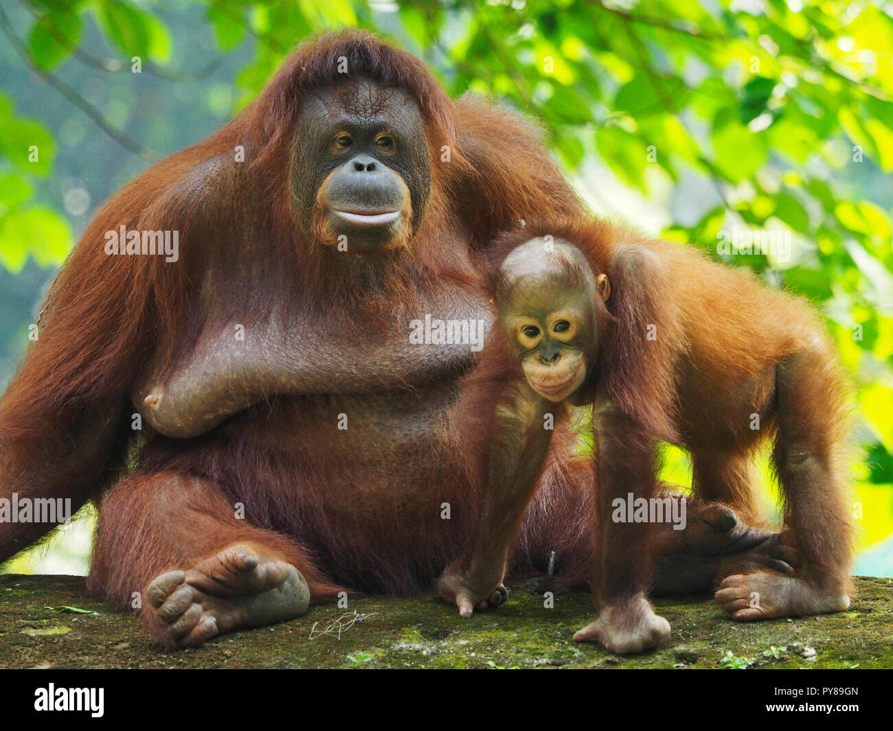 Orang Utan schaut in die Kamera und zeigen Sie den Ausdruck Stockfoto