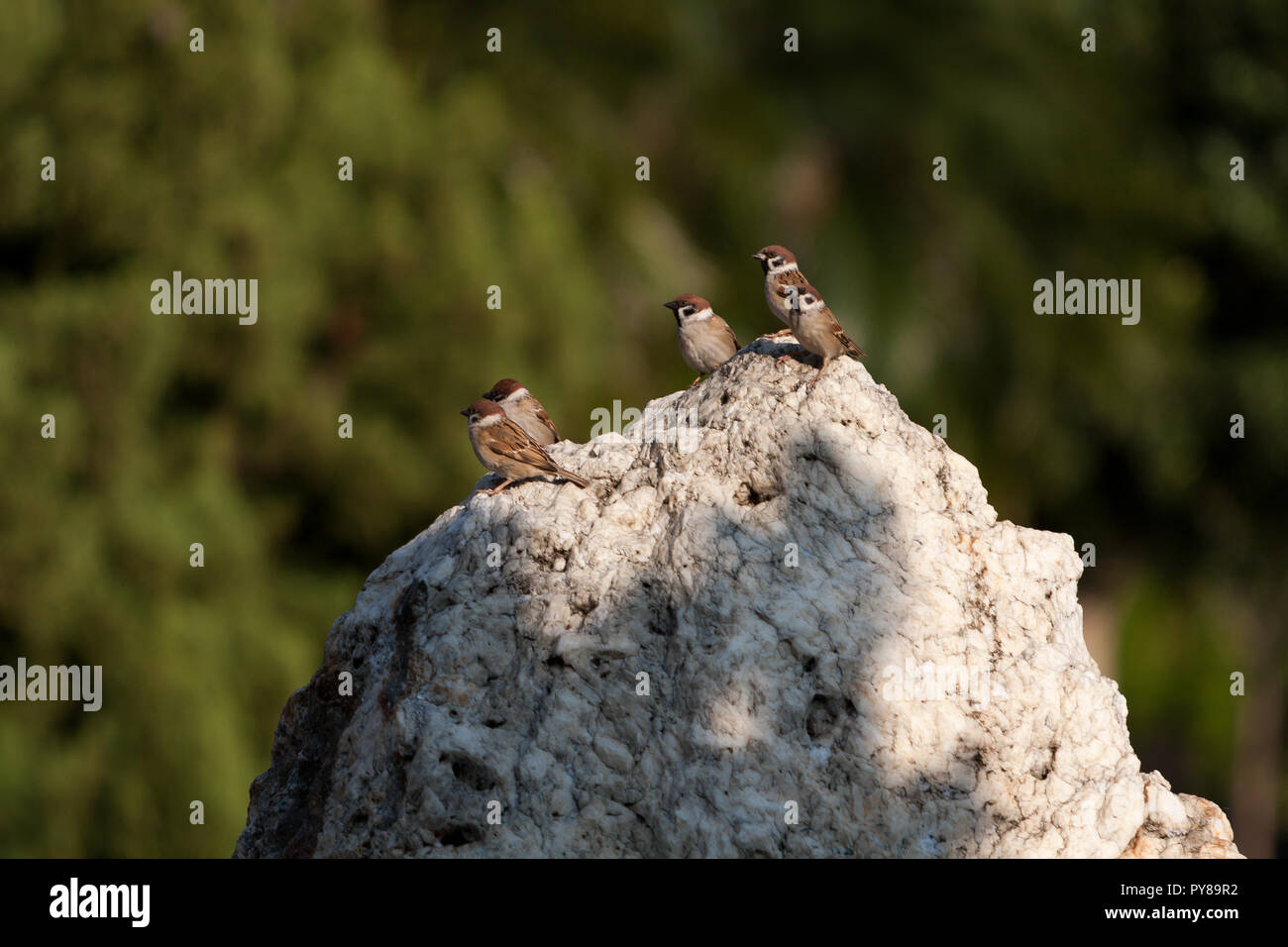 Fünf eurasischen Baum Spatzen (Passer montanus) aus Vögel auf Stein, Taichung, Taiwan Stockfoto