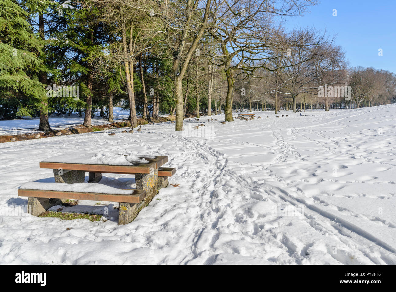 Einen hellen, sonnigen Wintertag in eine verschneite Stadt Park, ein Tisch und eine Bank mit Schnee bedeckt, Spuren im Schnee, Gänse, grünen Bäumen und einem blauen Himmel Stockfoto