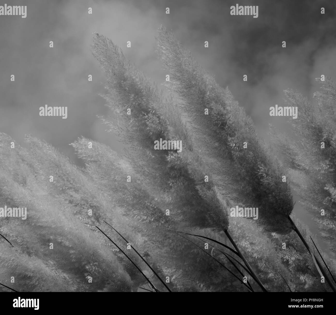 Große Blüten im Vordergrund, Gras der Pampa, Schwarz und Weiß Stockfoto