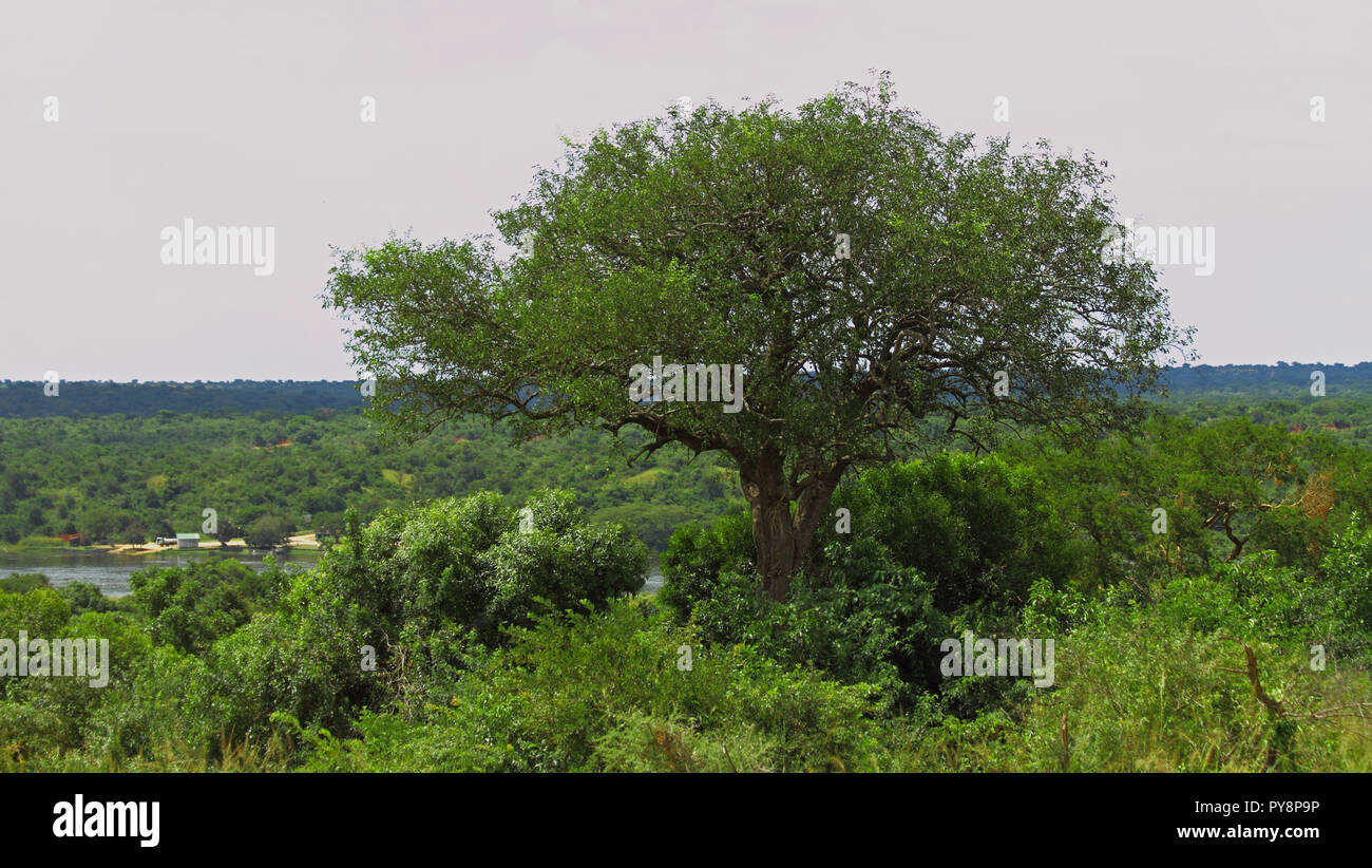 Ein großer Baum wächst aus dem Dschungel im Murchison Falls National Park in Uganda. In der Ferne die Küste, wo die Fähre Terminal entfernt ist. Stockfoto