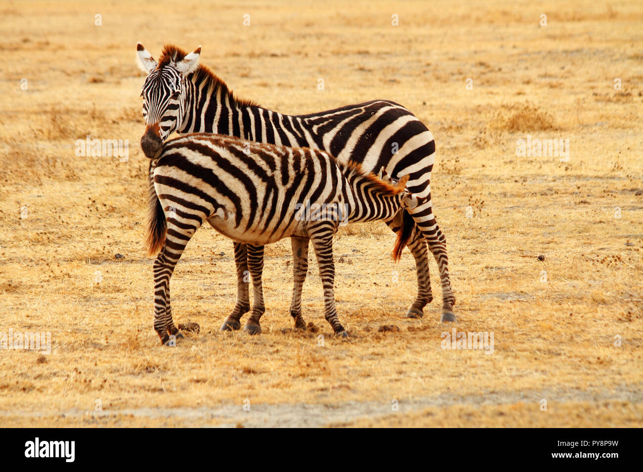 Eine Mutter zebra steht auf dem Serengeti während ihre Babys von ihr. Stockfoto