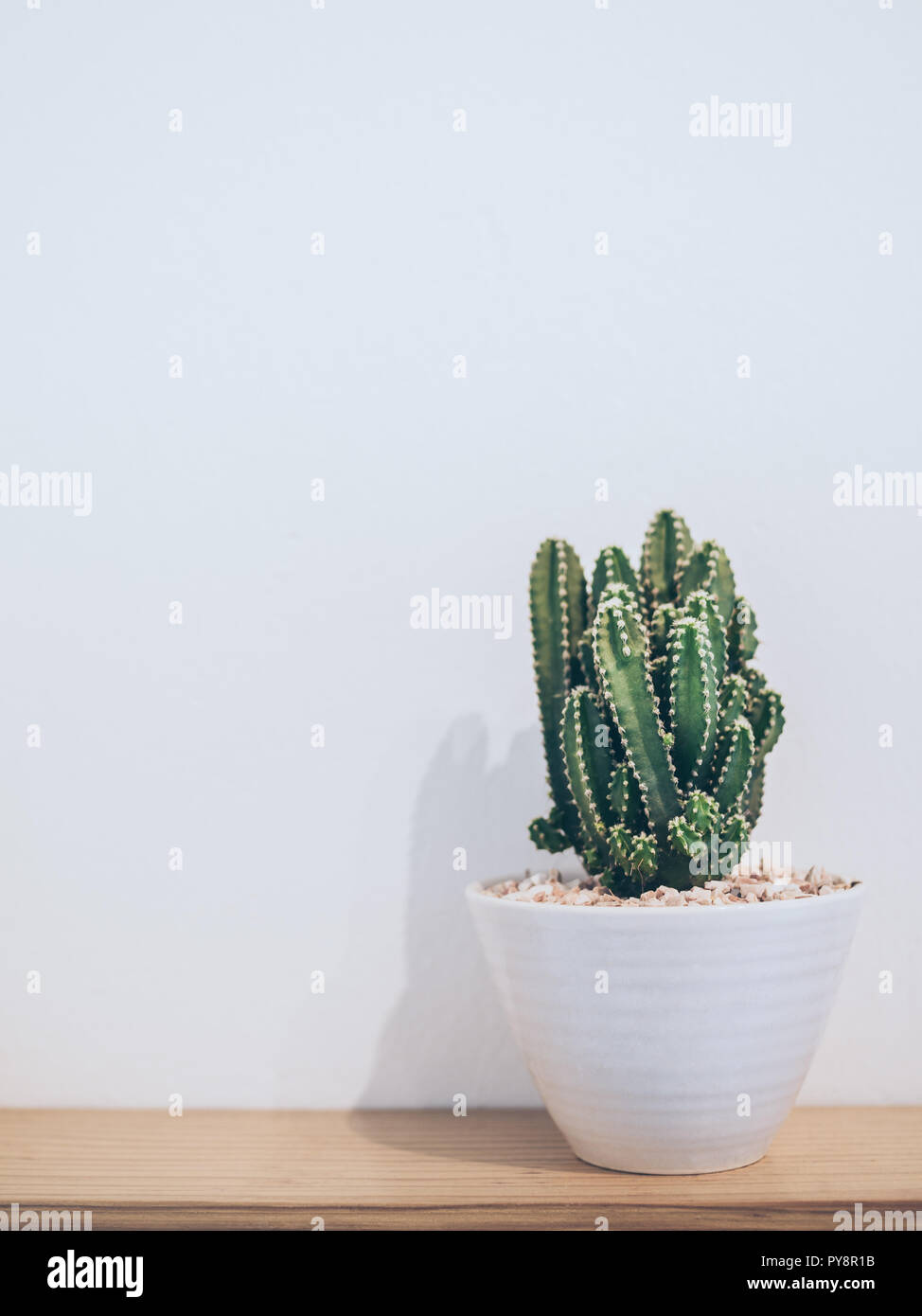 Kleine Kaktus Pflanze in süßen Topf auf Holzregal auf weiße Wand mit Kopie  Raum vertikale Stil. Minimalistischer stil dekoration design  Stockfotografie - Alamy