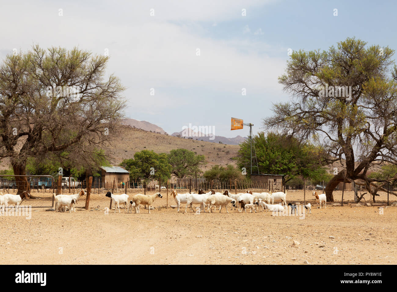 Namibia farming - Ziegen auf einem Bauernhof mit Wirtschaftsgebäude, Solitaire, Namibia Afrika Stockfoto