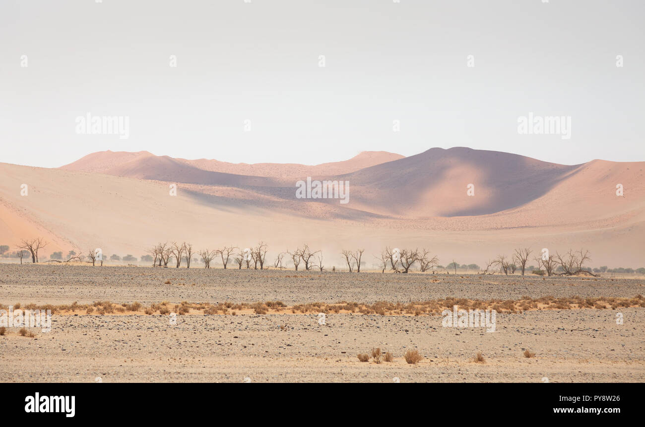 Namibia Landschaft - Sanddünen und Bäume in der Wüste Namib, Namib Naukluft National Park, Namibia, Afrika Stockfoto