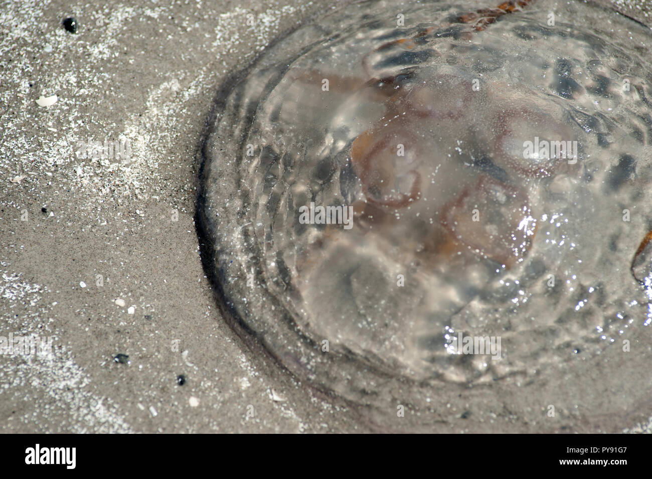 Quallen Ocean Life Stockfoto