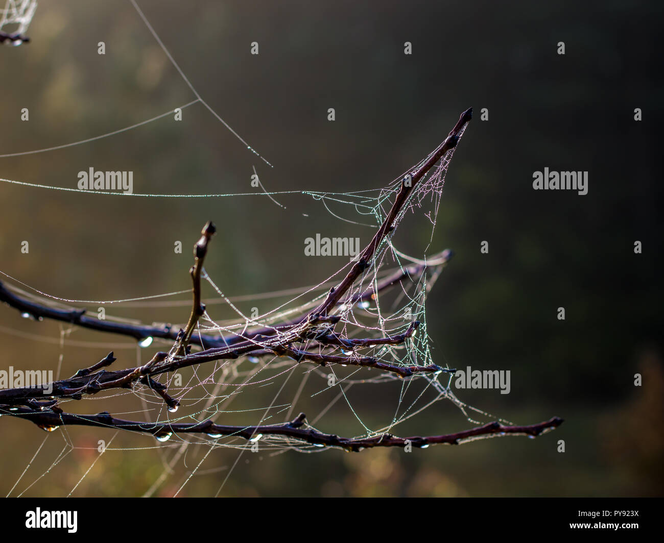 Spider Net auf einem Zweig im Herbst Sonnenaufgang Stockfoto