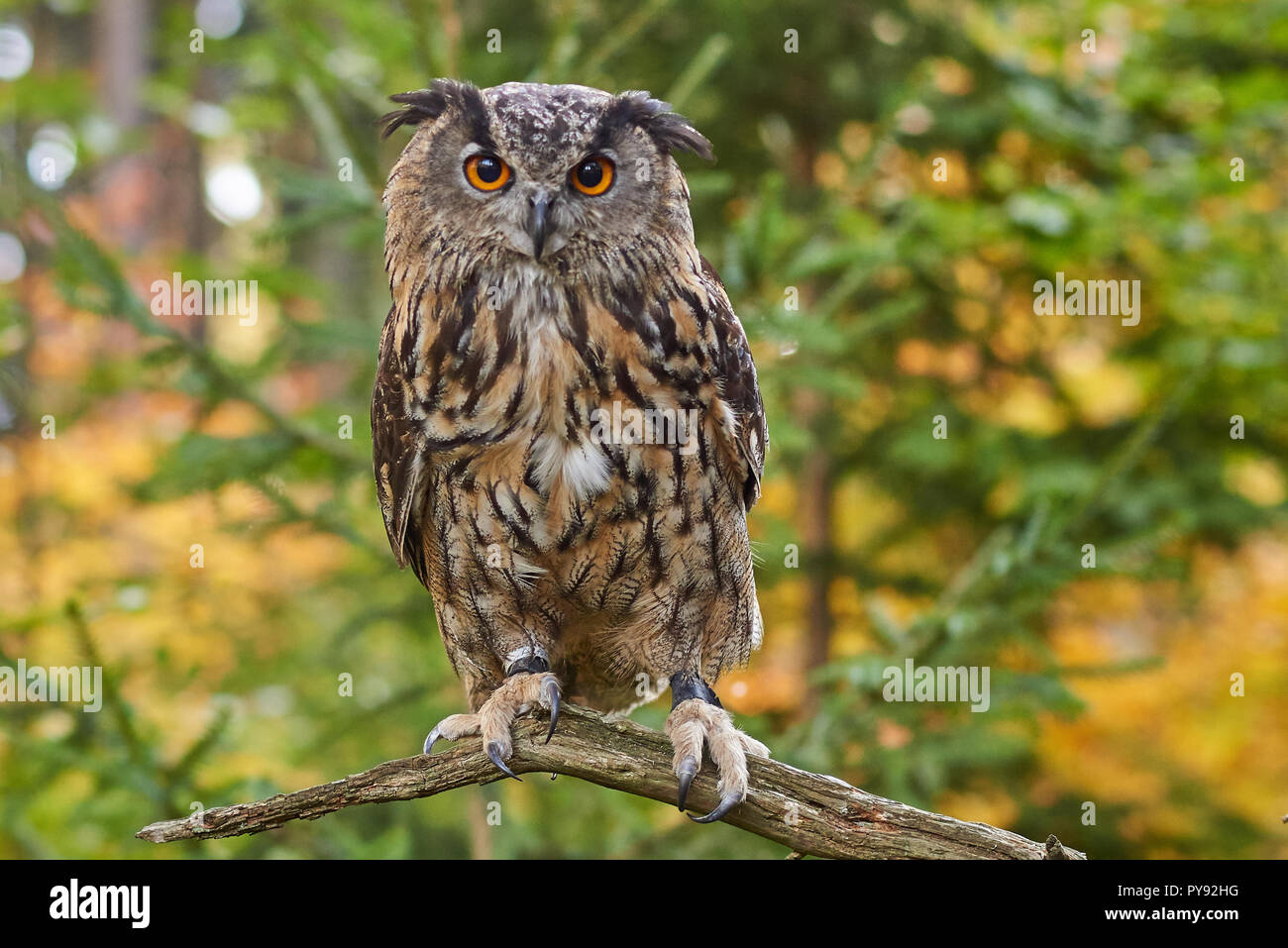 Bubo bubo, Eurasischer Uhu, Vogel, Vogel, Eurasien Uhu, Eule, Eule
