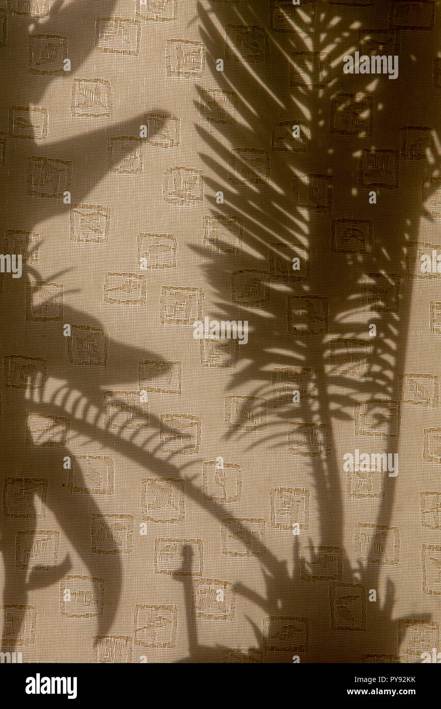 Vorhänge mit Silhouetten von Zimmerpflanzen. Zusammenfassung Hintergrund. Schatten ist dunklen Bereich von Objekt hergestellt zwischen Lichtstrahlen und Oberfläche. Stockfoto