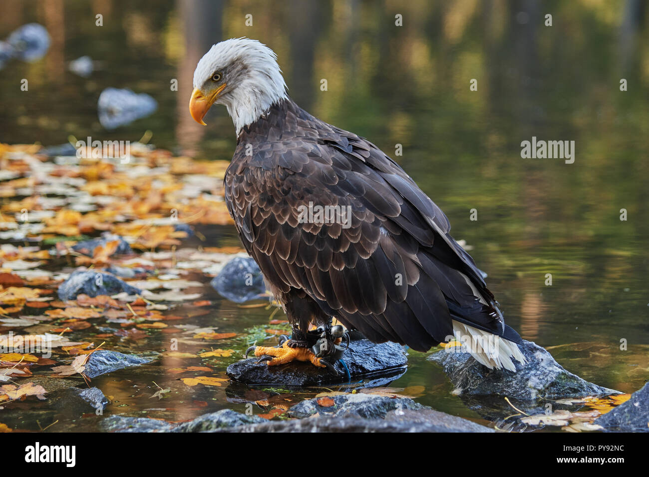 Weisskopf-Seeadler, Weisskopfseeadler, Weißkopfseeadler, Haliaeetus leucocephalus, Vogel, Vogel, Stockfoto