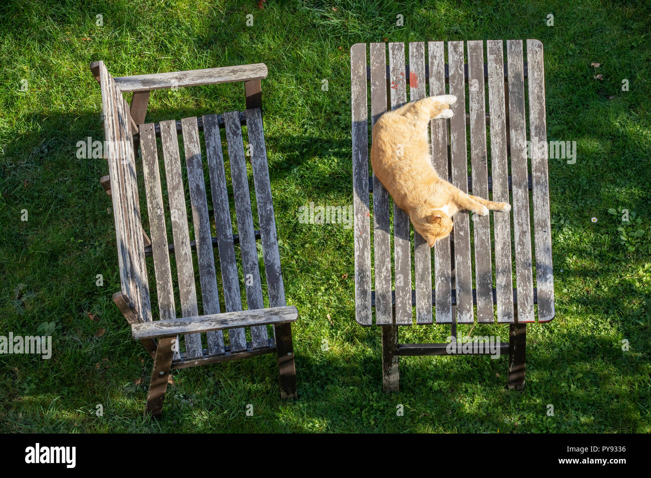 Eine Katze liegt in der Sonne auf einem Holz Garten Tisch Stockfoto