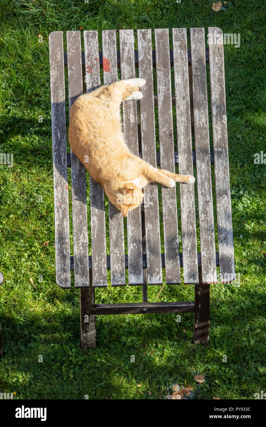 Eine Katze liegt in der Sonne auf einem Holz Garten Tisch Stockfoto