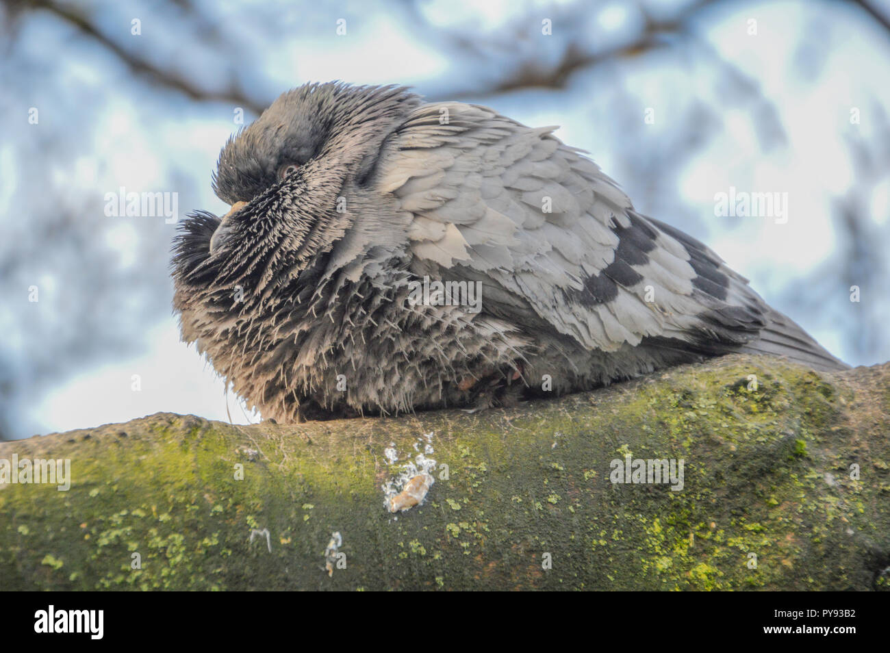 Taube Schlafen auf einem Baumstamm Stockfotografie - Alamy