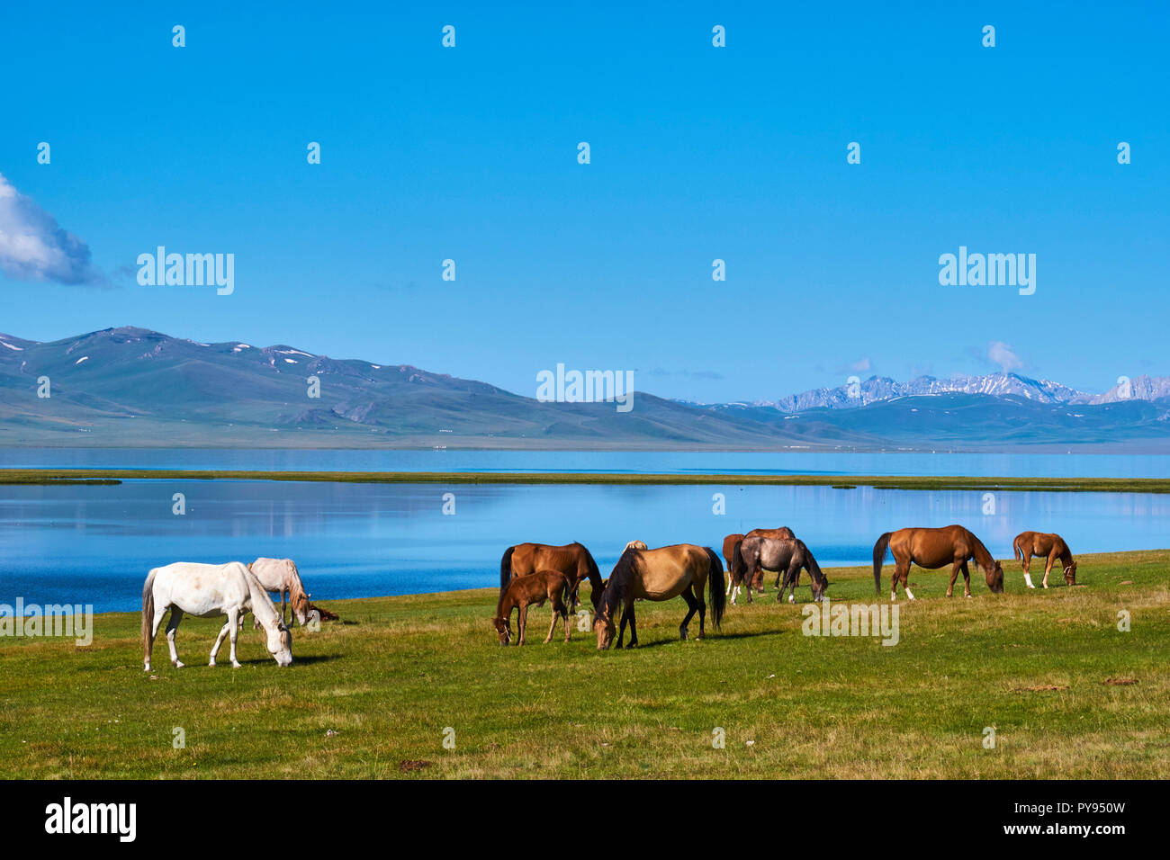 Kirgisistan, Naryn Provinz, Song Kol See, Pferde Herde Stockfoto