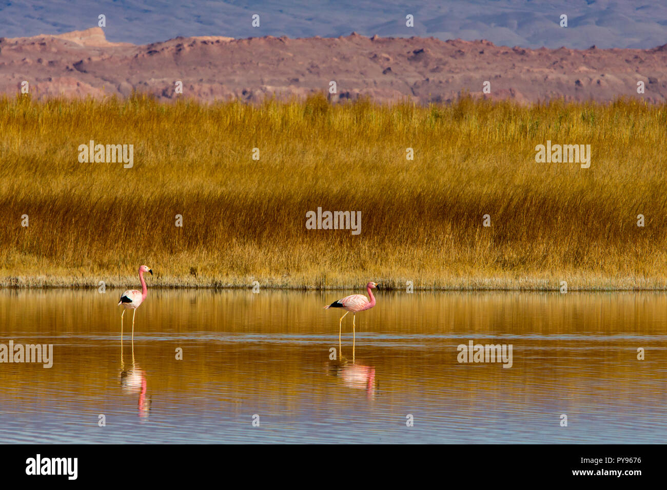 Anden flamingo im flachen Seen an der Laguna Cejar in der Nähe von San Pedro de Atacama, Chile Stockfoto