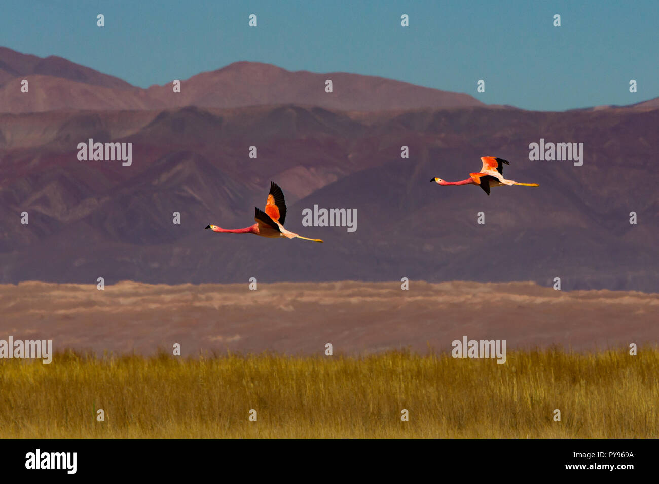 Anden flamingo im flachen Seen an der Laguna Cejar in der Nähe von San Pedro de Atacama, Chile Stockfoto