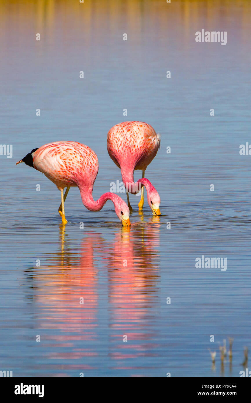 Anden flamingo im flachen Seen an der Laguna Cejar in der Nähe von San Pedro de Atacama, Chile Stockfoto