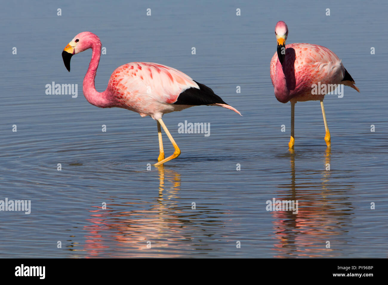Anden flamingo im flachen Seen an der Laguna Cejar in der Nähe von San Pedro de Atacama, Chile Stockfoto