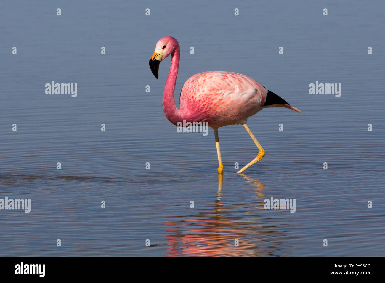 Anden flamingo im flachen Seen an der Laguna Cejar in der Nähe von San Pedro de Atacama, Chile Stockfoto