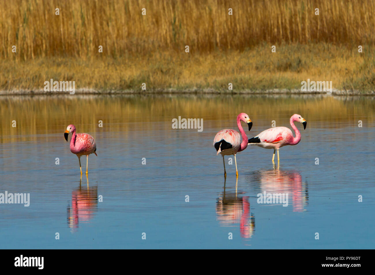 Anden flamingo im flachen Seen an der Laguna Cejar in der Nähe von San Pedro de Atacama, Chile Stockfoto