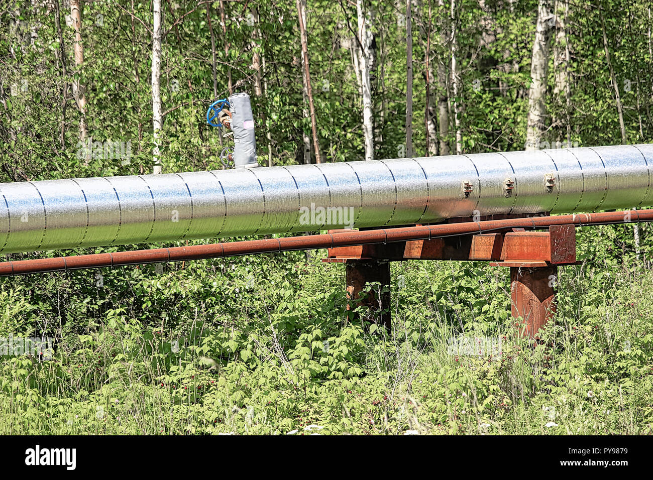 Eine Pipeline über Boden gehen durch einen Wald Stockfoto