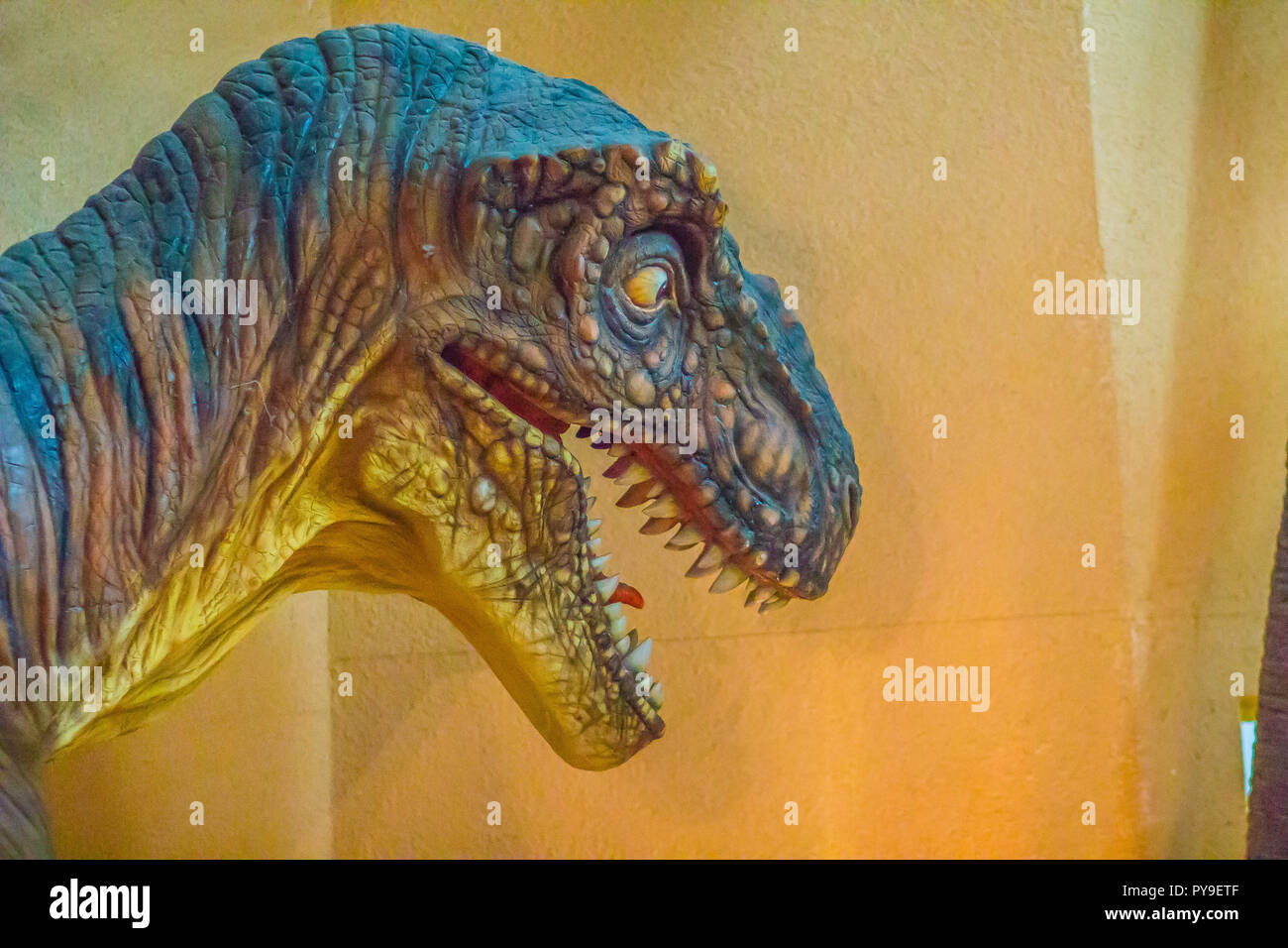 Kopf geschossen Modell der Siamotyrannus isanensis, eine Gattung von fleischfressenden Theropode Saurier aus der Unterkreide von Thailand. Stockfoto