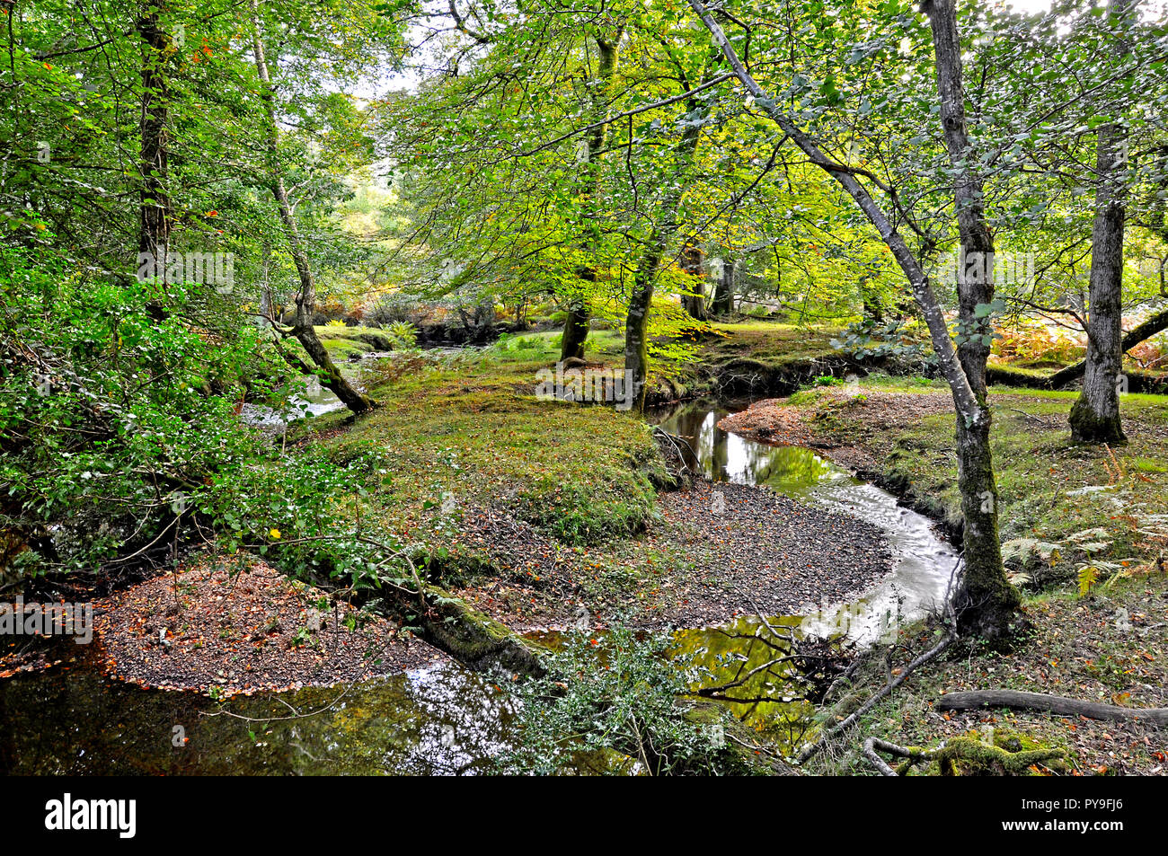 Der sich windende Bach im New Forest National Park, Hampshire, England. Stockfoto