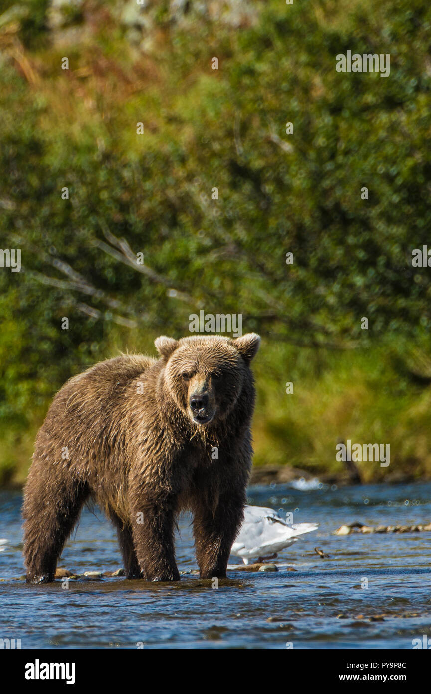Grizzly oder Braunbär (Ursus arctos), Moraine Creek (Fluss), Katmai National Park, Alaska, USA. Stockfoto