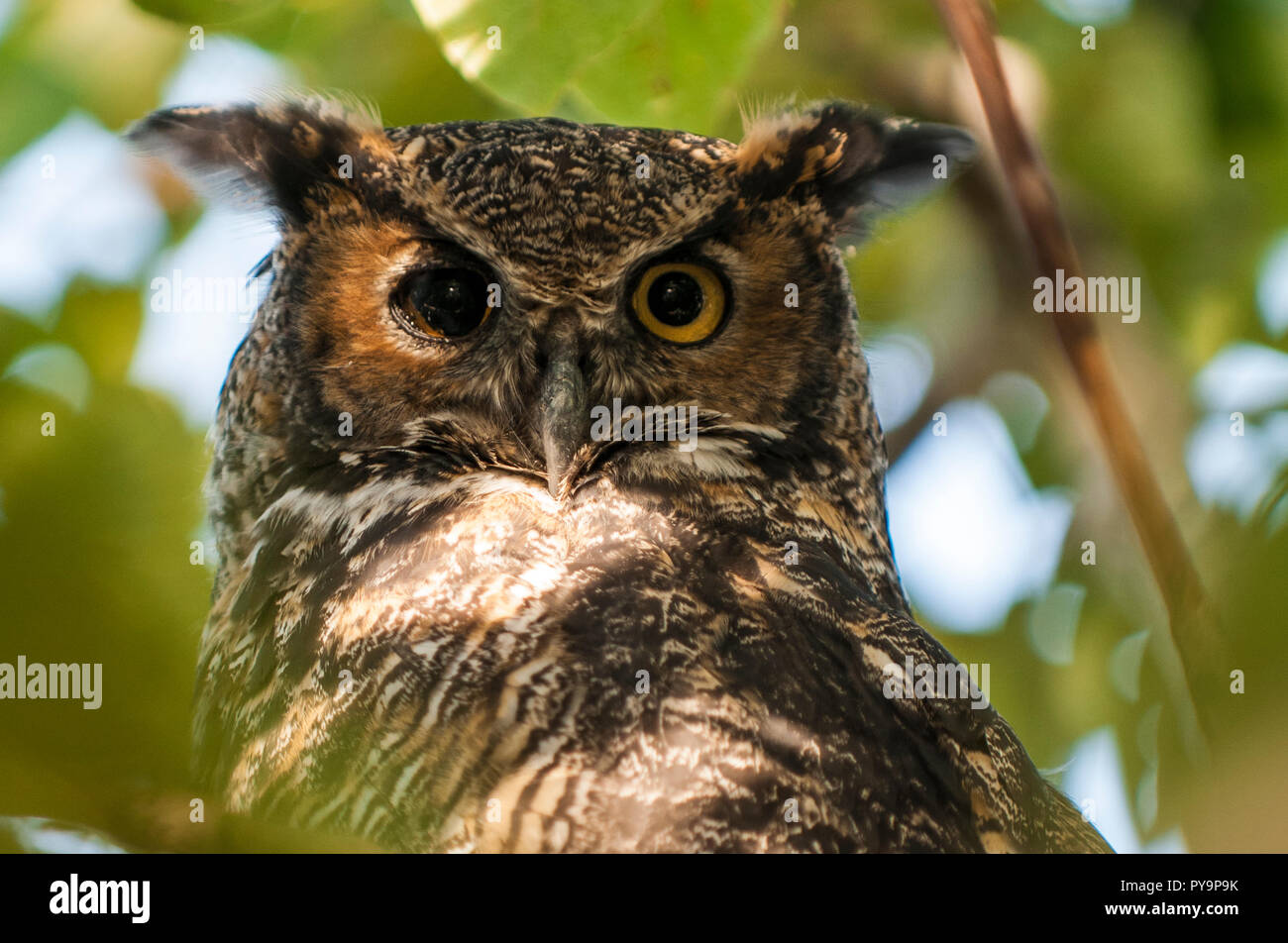Amerikanische Great Horned Owl (Bubo virginianus), Homer, Alaska, USA. Stockfoto