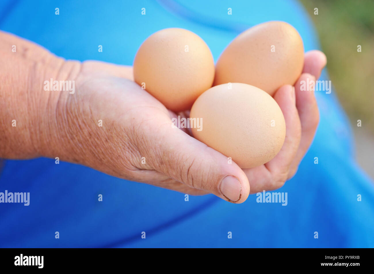 Bauer Holding frische Bio-Eier Stockfoto