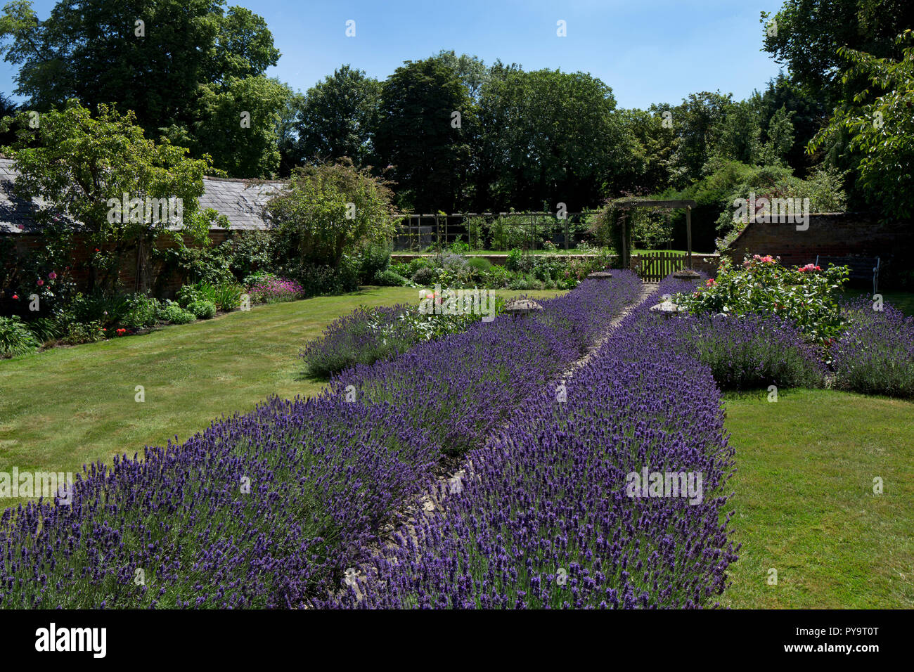 Garten Weg gesäumt von Lavendel im Englischen Garten, England, Europa Stockfoto