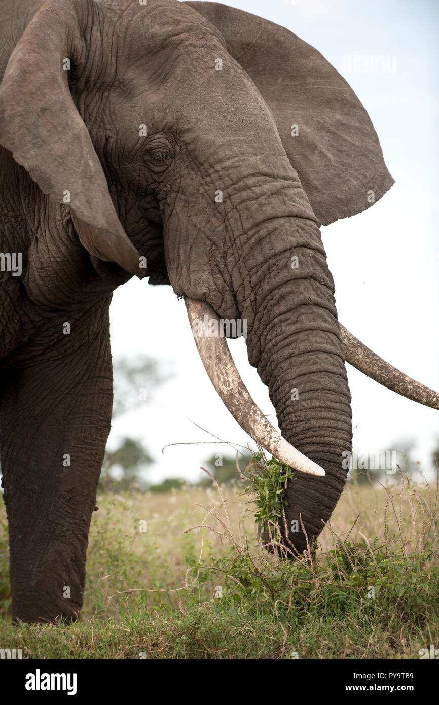Elefanten im Serengeti National Park, Tansania, Afrika Stockfoto