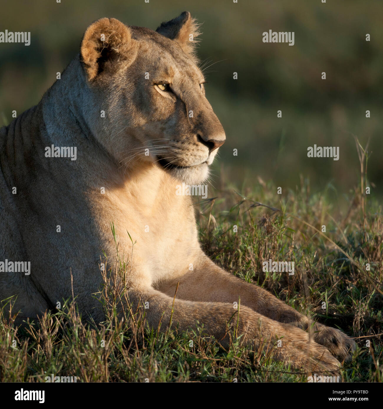 Löwin im Serengeti Nationalpark, Tansania, Afrika Stockfoto