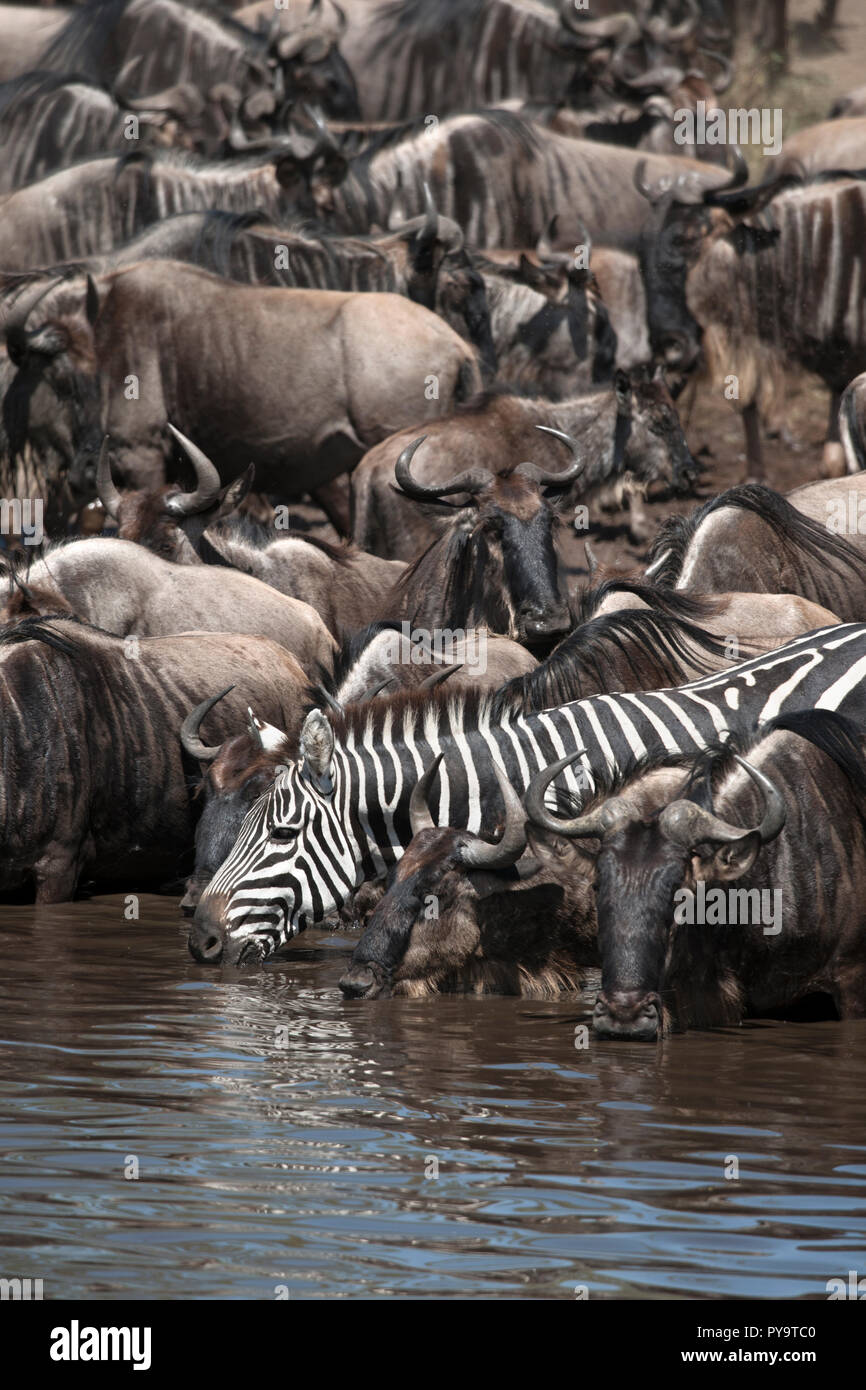 Gnus und Zebras in der Serengeti National Park, Tansania, Afrika Stockfoto
