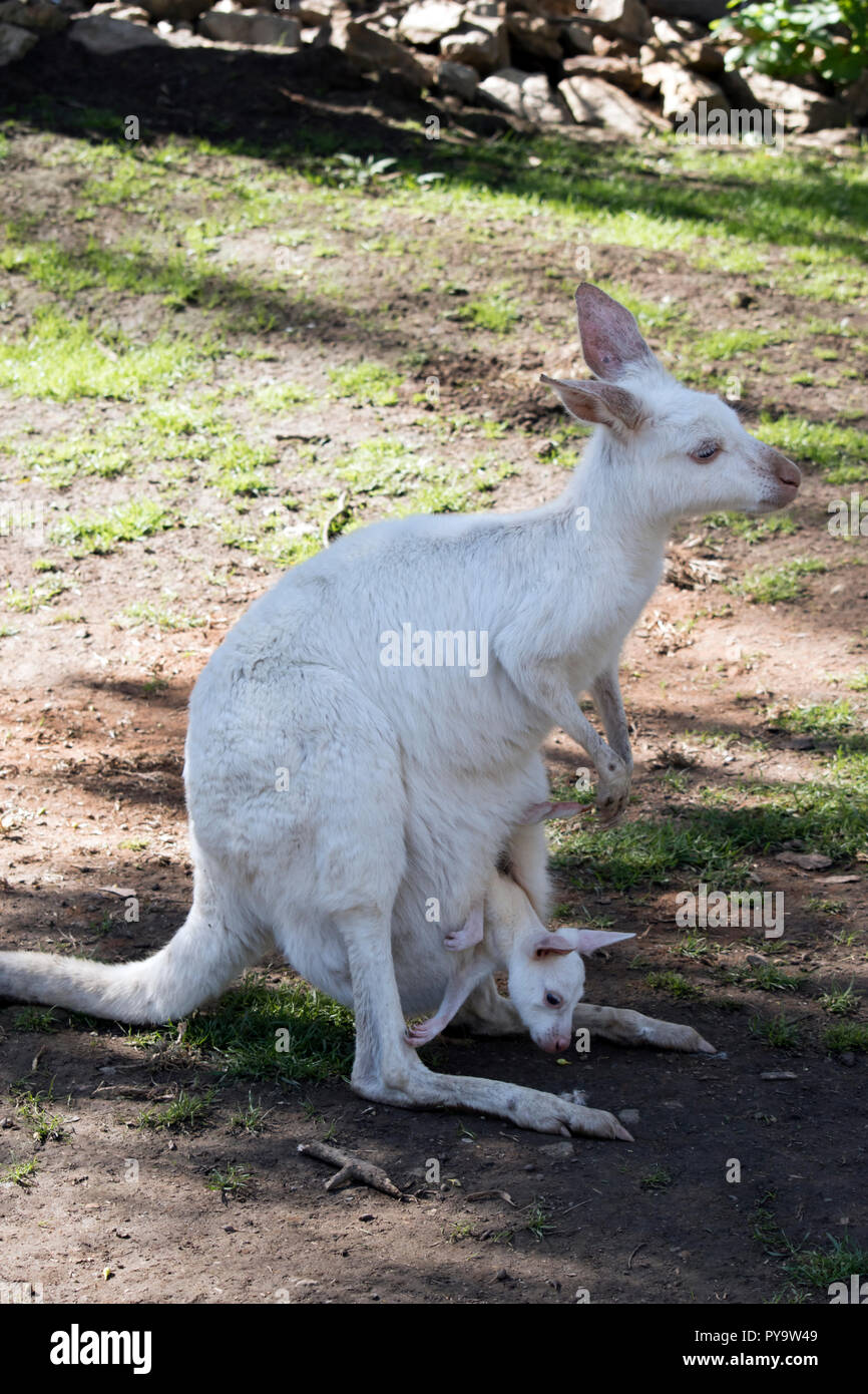 Der albino Western grey Kangaroo hat Joey in Ihrer Tasche Stockfoto