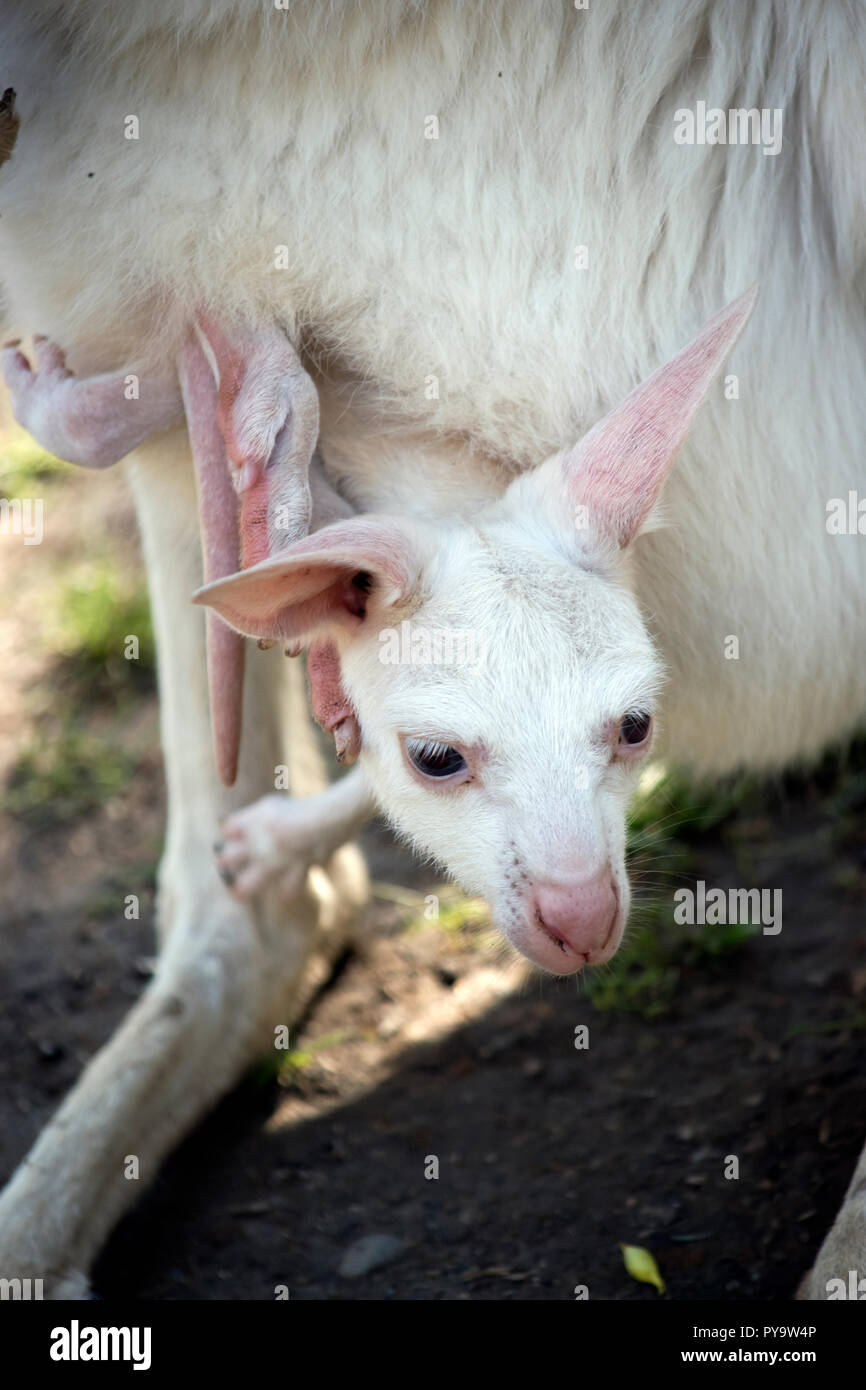 Dies ist eine Nahaufnahme eines Joey Känguruh Stockfoto