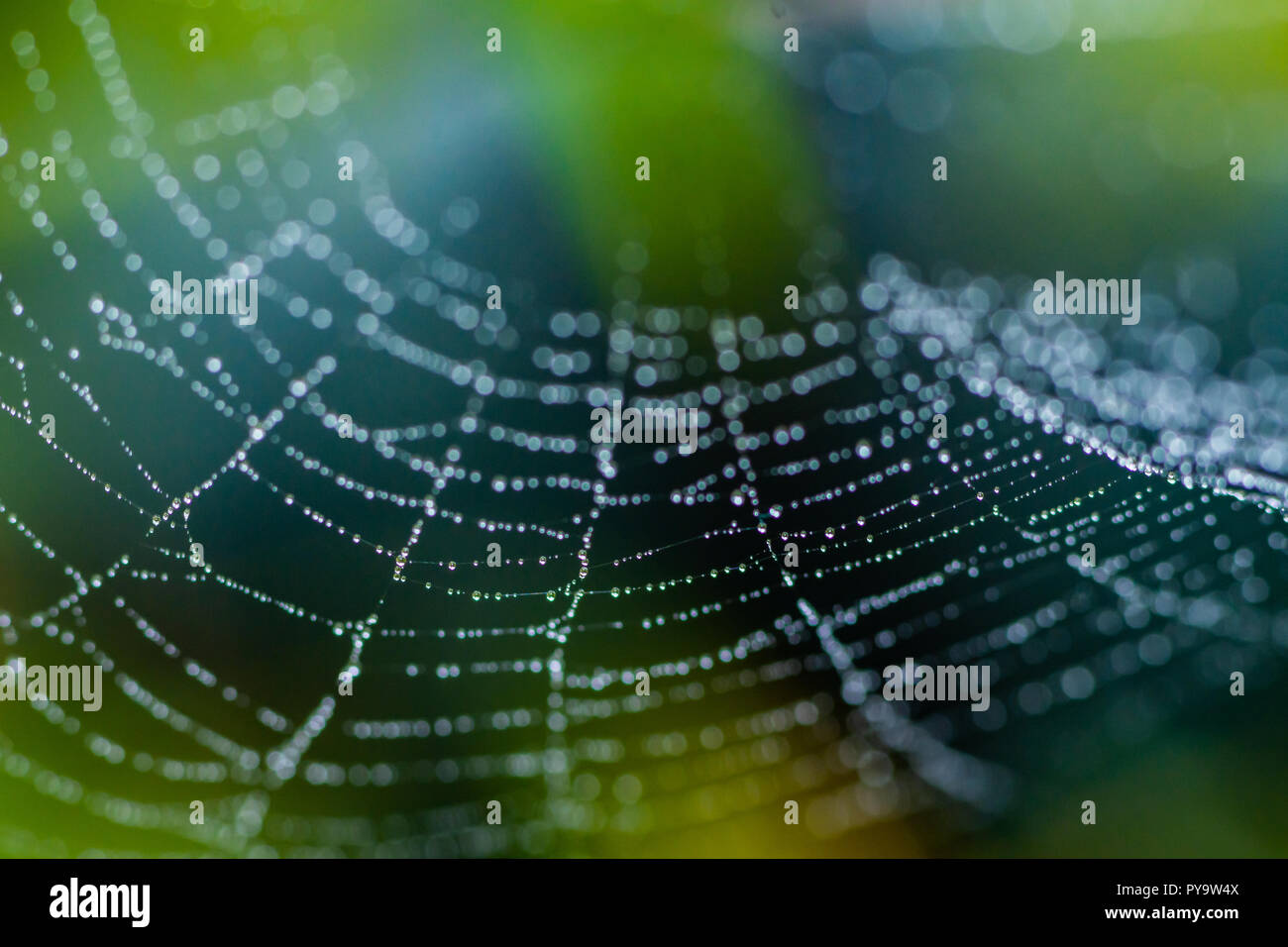 Schone Spiderweb Mit Regentropfen Als Abstrakter Hintergrund Im Wald Selektive Fokus Stockfotografie Alamy