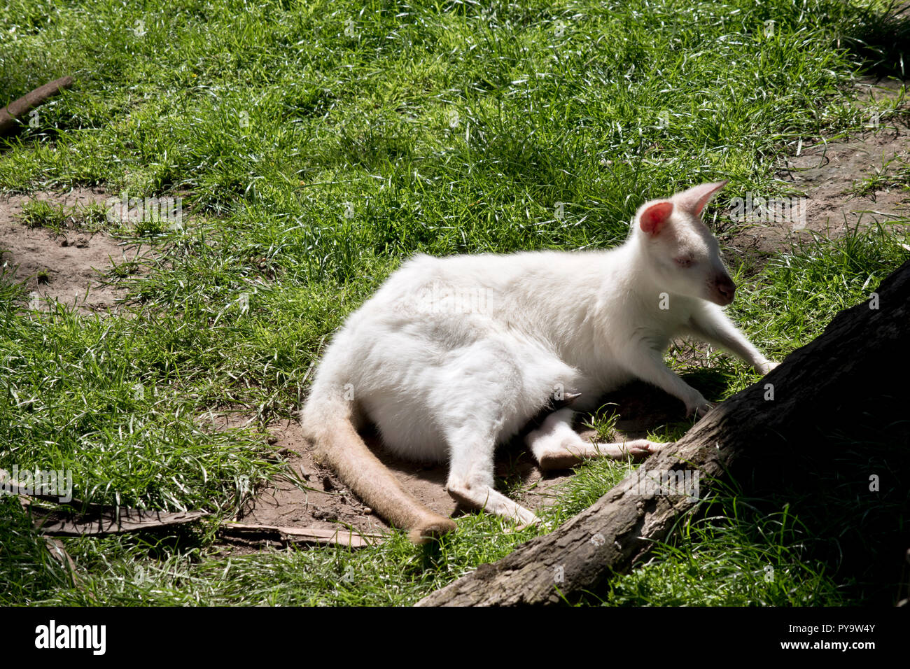 Der Albino kangaroohas Eine braune Joey in Ihrer Tasche Stockfoto