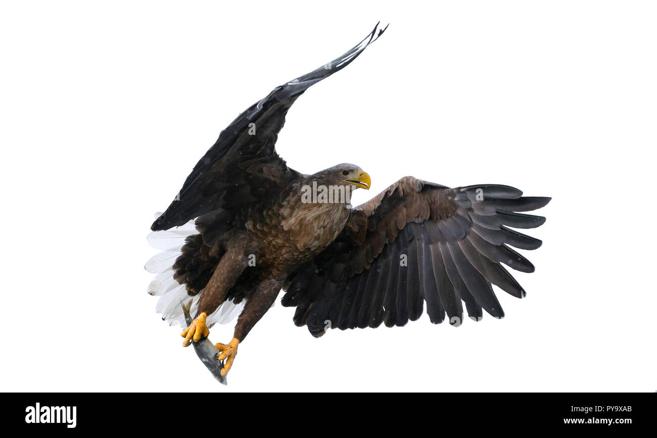 Nach weiße Seeadler mit Fisch im Flug. Auf weissem Hintergrund. Wissenschaftlicher Name: Haliaeetus albicilla, der Ausfuhrerstattungsnomenklatur, Erne, grau Adler, Eurasischen Stockfoto