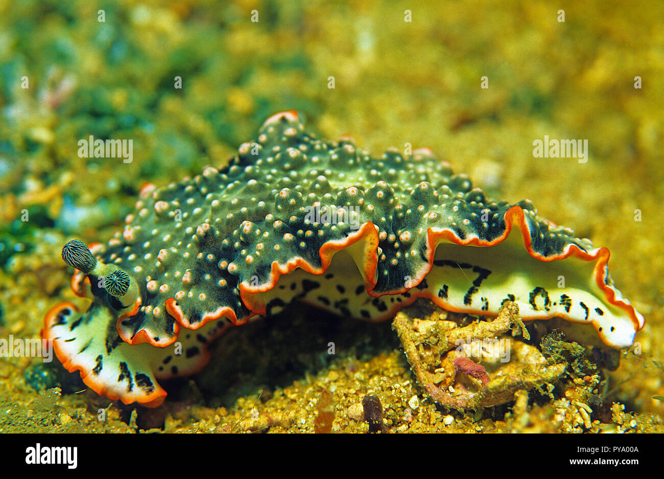 (Furchenschnecke Arminidae), Sabang Beach, Mindoro, Philippinen | Sea Slug (Arminidae), Sabang Beach, Mindoro, Philippinen Stockfoto