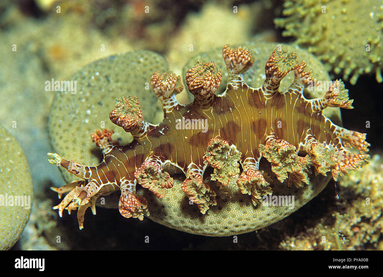 Soft-coral Slug (Mariona sp.) Familie (Tritoniidae), Sabang Beach, Mindoro, Philippinen Stockfoto