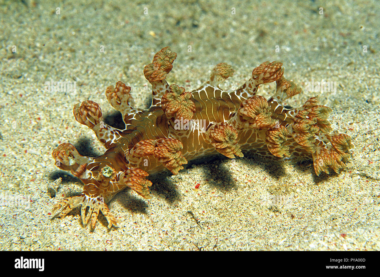 Soft-coral Slug (Mariona sp.) Familie (Tritoniidae), Sabang Beach, Mindoro, Philippinen Stockfoto